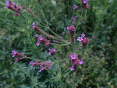 Verbena