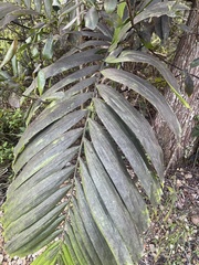 Arecaceae