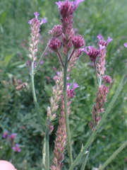 Verbena