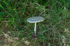 Melanoleuca strictipes