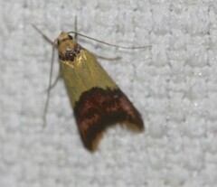 Hemibela oxyptera