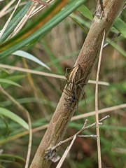 Oxyopes