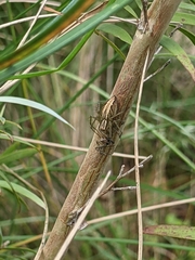 Oxyopes