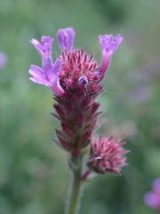 Verbena