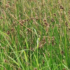Schoenoplectus californicus
