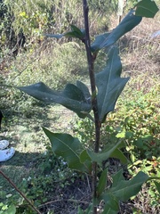 Quercus hemisphaerica