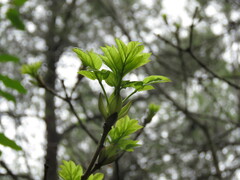Fraxinus ornus