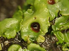 Solorina saccata