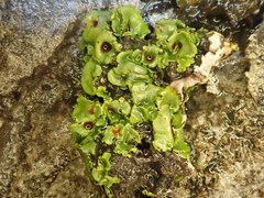 Solorina saccata