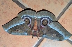 Gonimbrasia zambesina