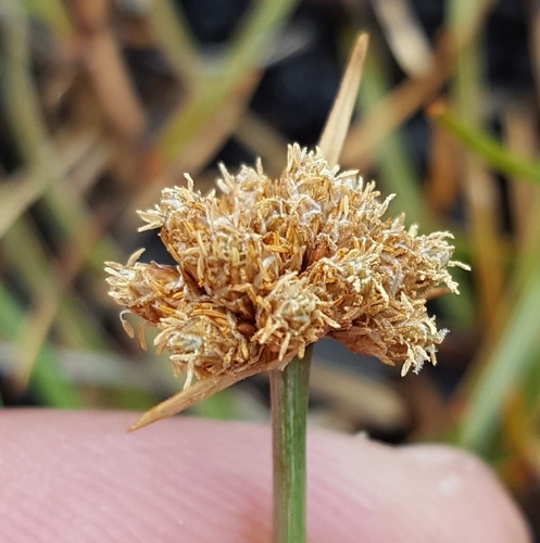 Fimbristylis cymosa image