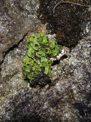 Solorina saccata