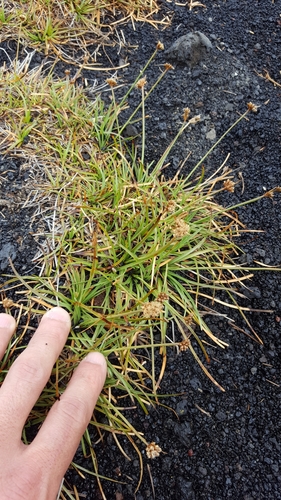 Fimbristylis cymosa image