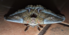Gonimbrasia zambesina