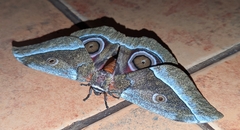 Gonimbrasia zambesina
