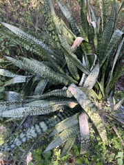 Sansevieria