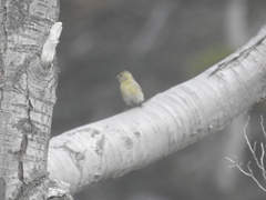 Spinus barbatus
