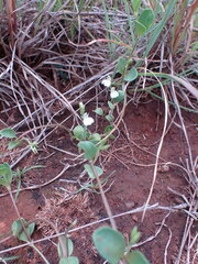 Justicia anagalloides