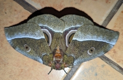 Gonimbrasia zambesina