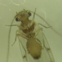 Ectopsocus petersi