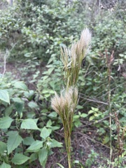 Andropogon floridanus
