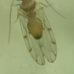 Ectopsocus petersi