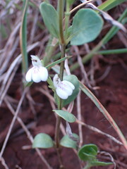 Justicia anagalloides