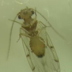 Ectopsocus petersi