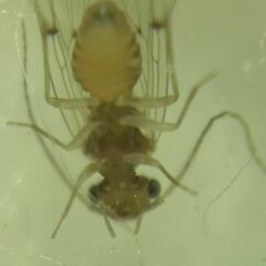 Ectopsocus petersi