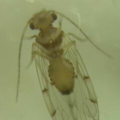 Ectopsocus petersi