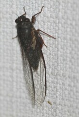 Birrima castanea