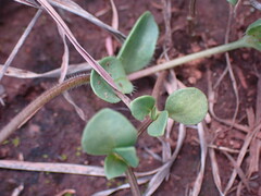 Justicia anagalloides