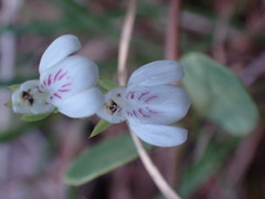 Justicia anagalloides