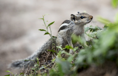Funambulus pennantii