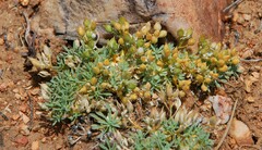 Cusickiella douglasii