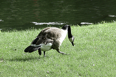 Branta canadensis