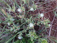 Delosperma herbeum