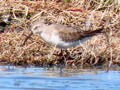 Calidris ferruginea