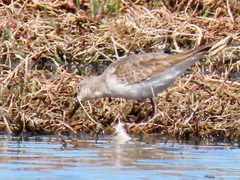 Calidris ferruginea