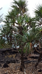 Pandanus utilis