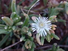 Delosperma herbeum