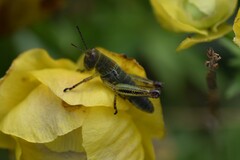 Pseudopodisma