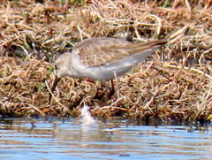 Calidris ferruginea