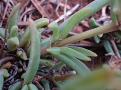 Delosperma herbeum