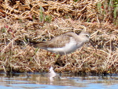 Calidris ferruginea