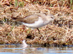 Calidris ferruginea