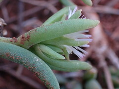 Delosperma herbeum