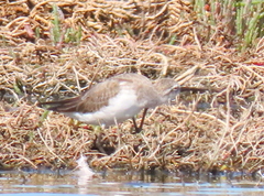 Calidris ferruginea