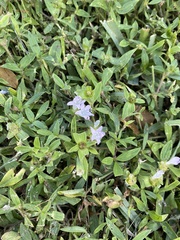 Richardia grandiflora