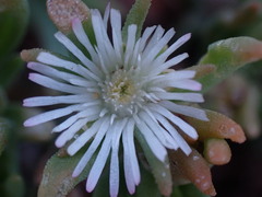 Delosperma herbeum